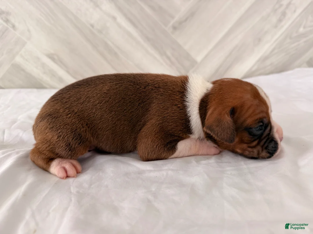 Boxer dogs for sale: Conner - Ad 2