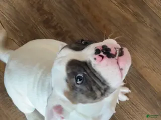 American Bully dogs for sale: American Bully Puppy 3 - Ad 1