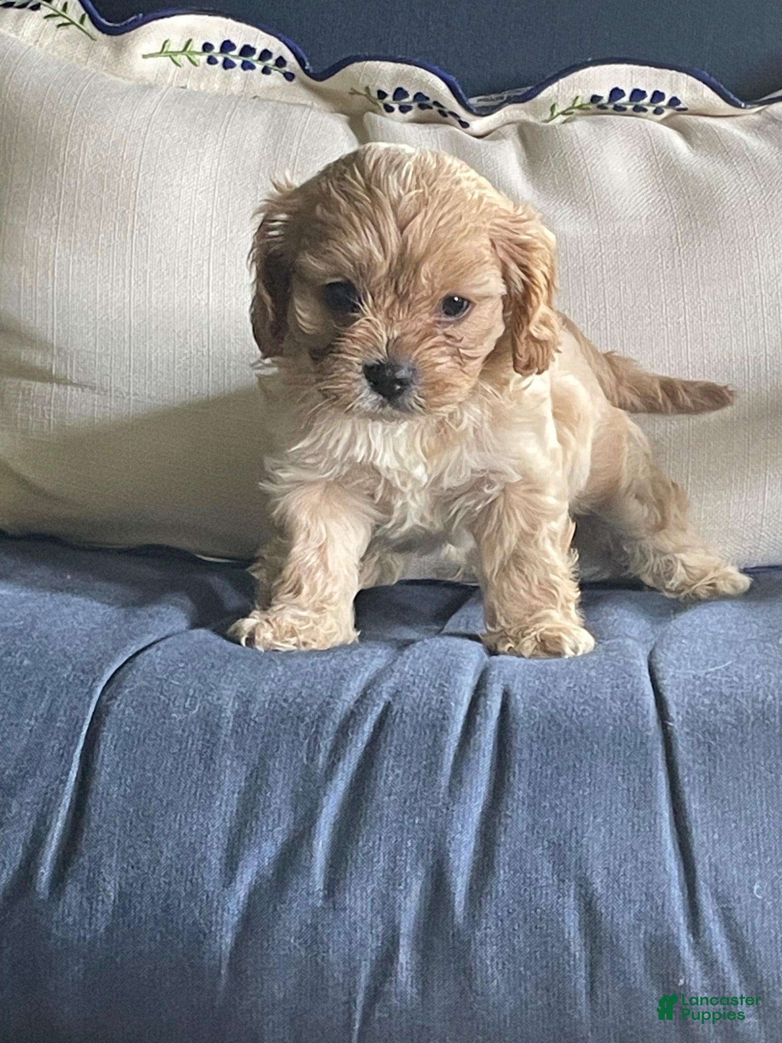 Cavalier King Charles Spaniel dogs Han Solo (Han) - Ad 3