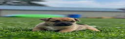 Jug dogs for sale: Zezé - Ad 3