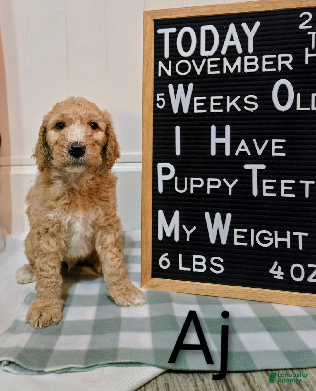 Mixed Breed dogs for sale: Aj - Ad 1