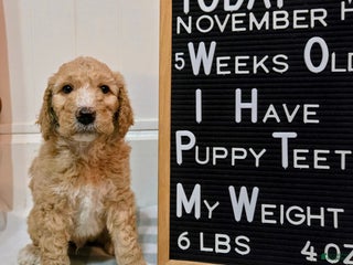 Mixed Breed dogs Aj - Ad 28