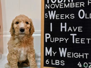 Mixed Breed dogs Aj - Ad 29