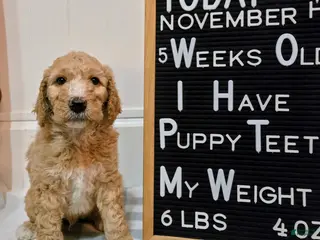 Mixed Breed dogs Aj - Ad 22