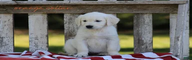 Golden Retriever Orange Collar
