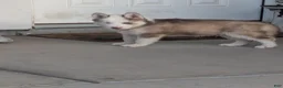 Siberian Husky dogs for sale: Siberian Husky 5 - Ad 2