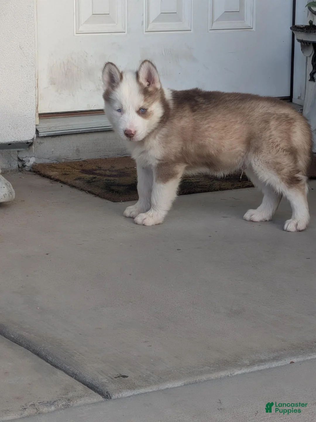 Siberian Husky dogs for sale: Siberian Husky 5 - Ad 2