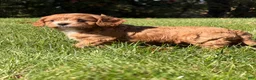Cavapoo dogs for sale: Cash - Ad 6