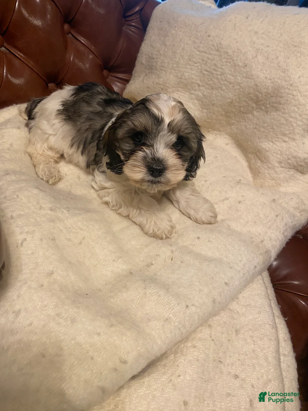 Mixed Breed dogs for sale: Scottie - Ad 1