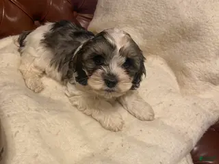 Mixed Breed dogs for sale: Scottie - Ad 2