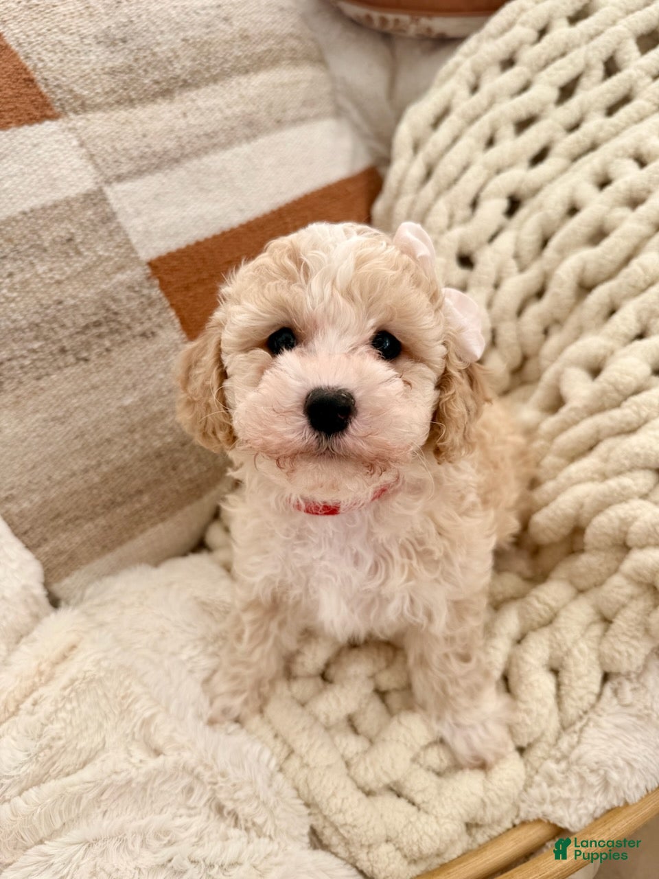 Bichpoo dogs Snow - Ad 32