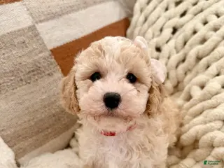 Bichpoo dogs Snow - Ad 32