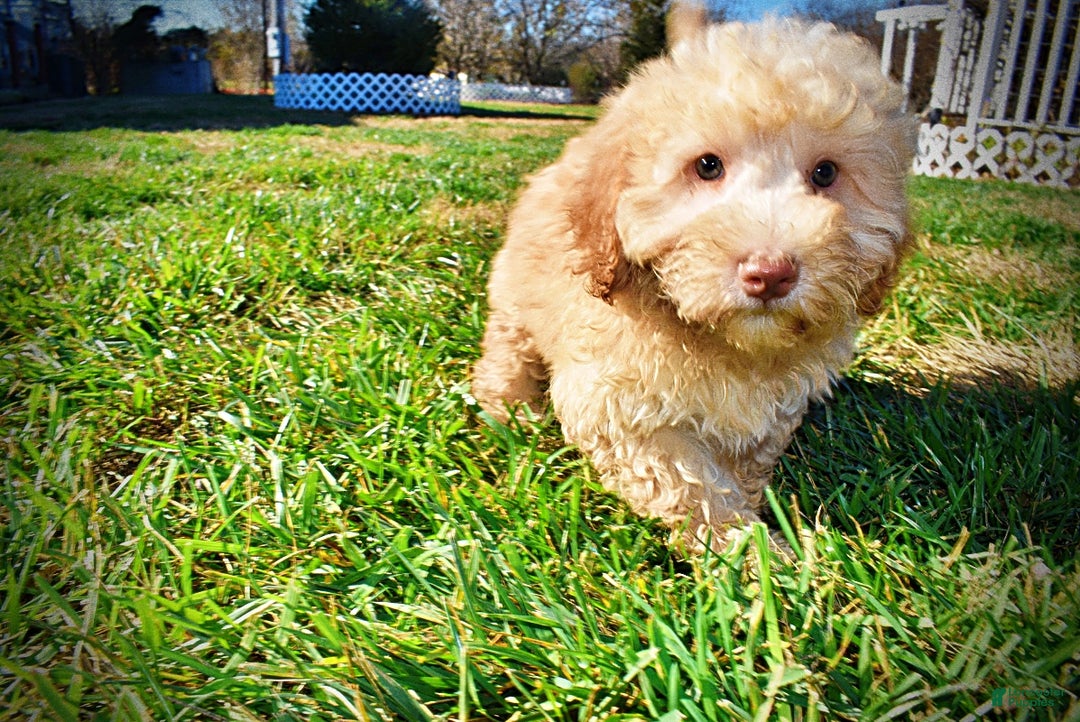 Havapoo dogs for sale: Ranger - Ad 9