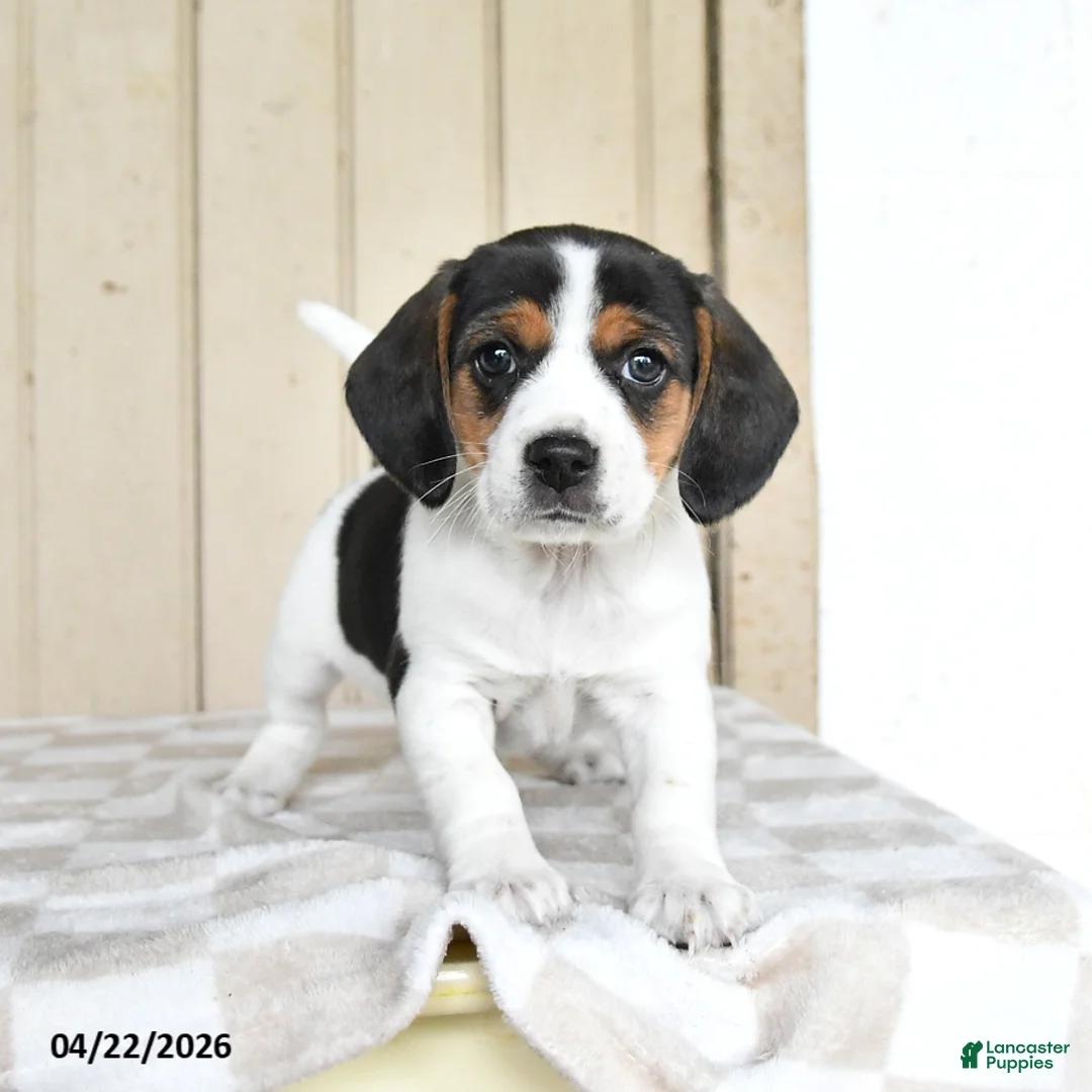 Mixed Breed dogs for sale: London - Ad 1