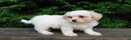 Teddy Bear dogs for sale: Romeo  - Ad 5