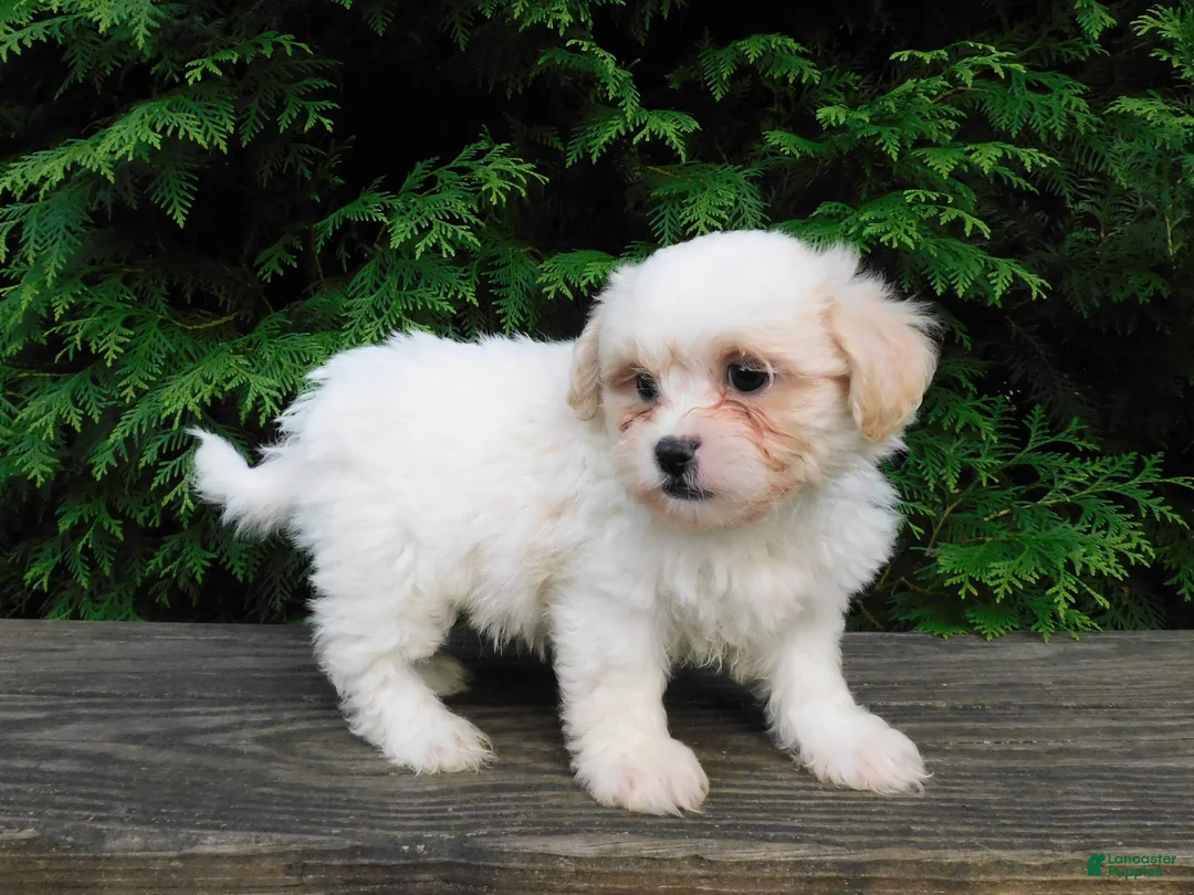 Teddy Bear dogs for sale: Romeo  - Ad 5