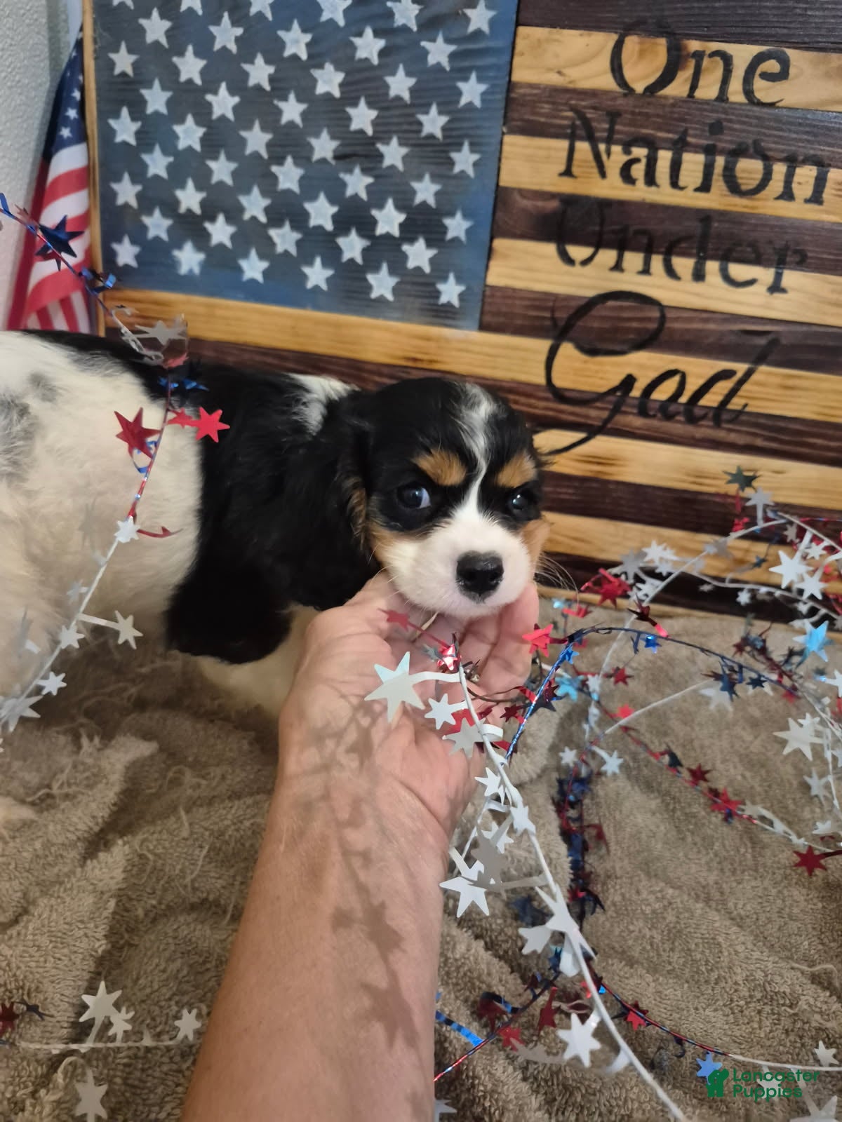 Cavalier King Charles Spaniel dogs Leo - Ad 2