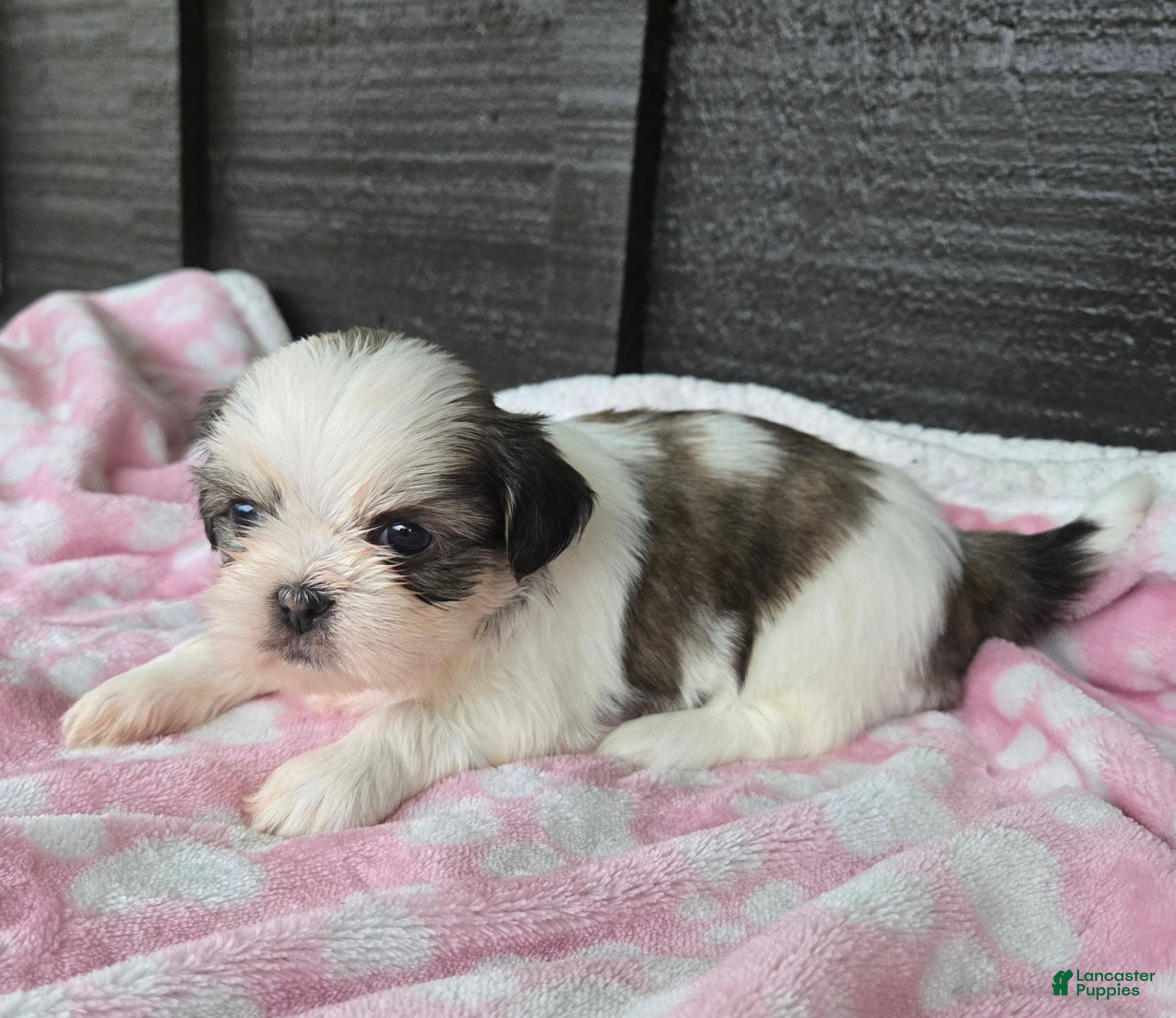 Mixed Breed dogs Shinese Lulu - Ad 40