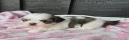 Mixed Breed dogs for sale: Shinese Lulu - Ad 1