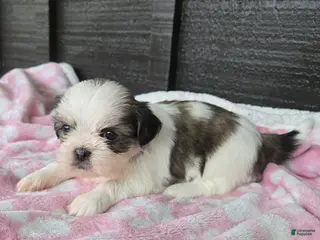 Mixed Breed dogs Shinese Lulu - Ad 9