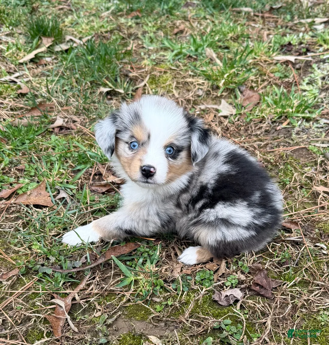 Australian Shepherd dogs for sale: Princess - Ad 1