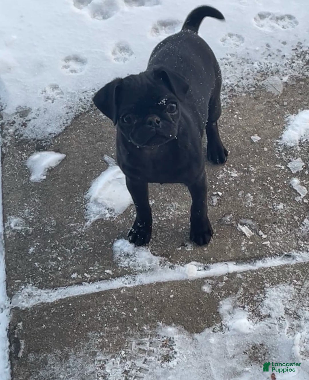 Pug dogs for sale: Pebbles  - Ad 1