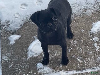 Pug dogs Pebbles - Ad 1