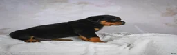 Rottweiler dogs for sale: Monarch - Ad 3