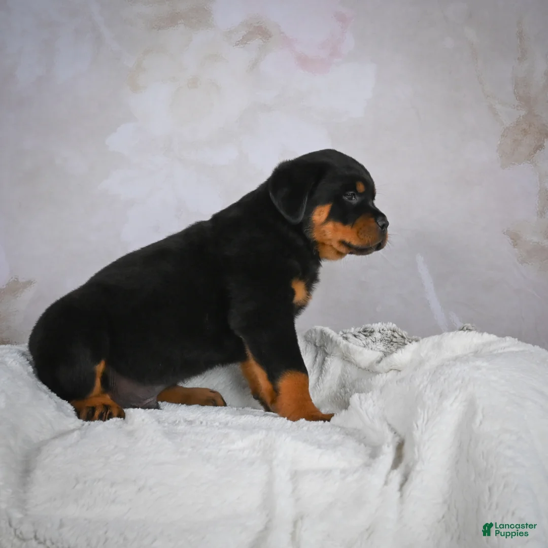 Rottweiler dogs for sale: Monarch - Ad 3