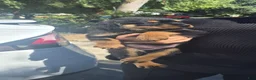 Rottweiler dogs for sale: Rottweiler 4 - Ad 1