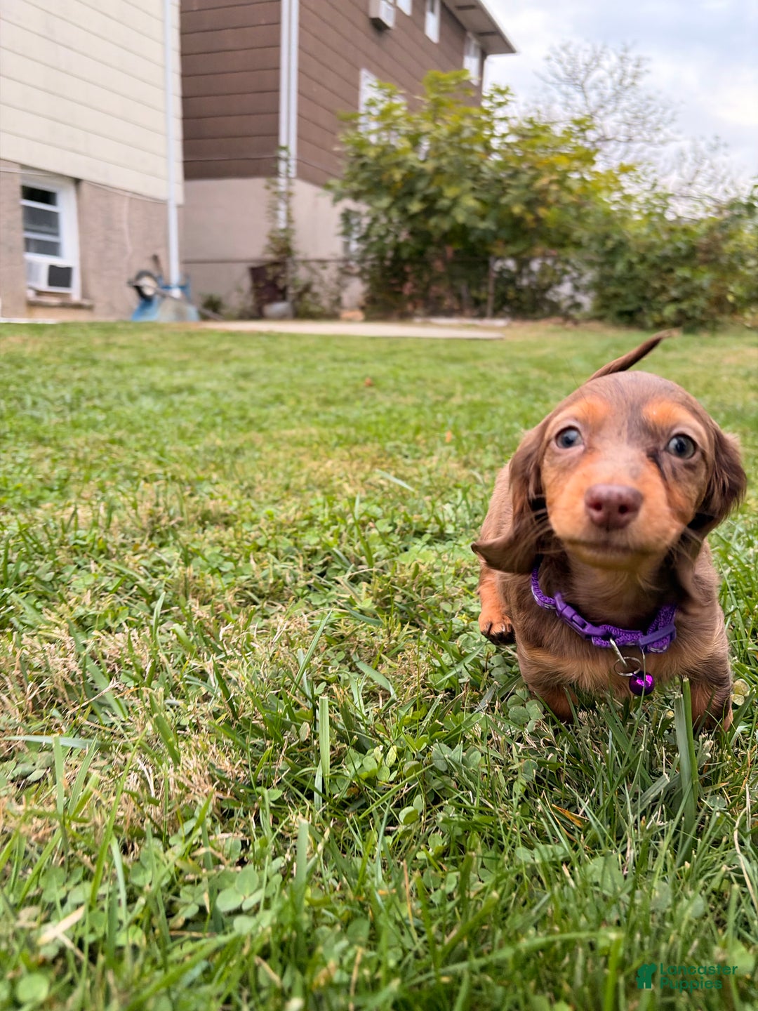 Miniature Dachshund dogs for sale: Ginger - Ad 5