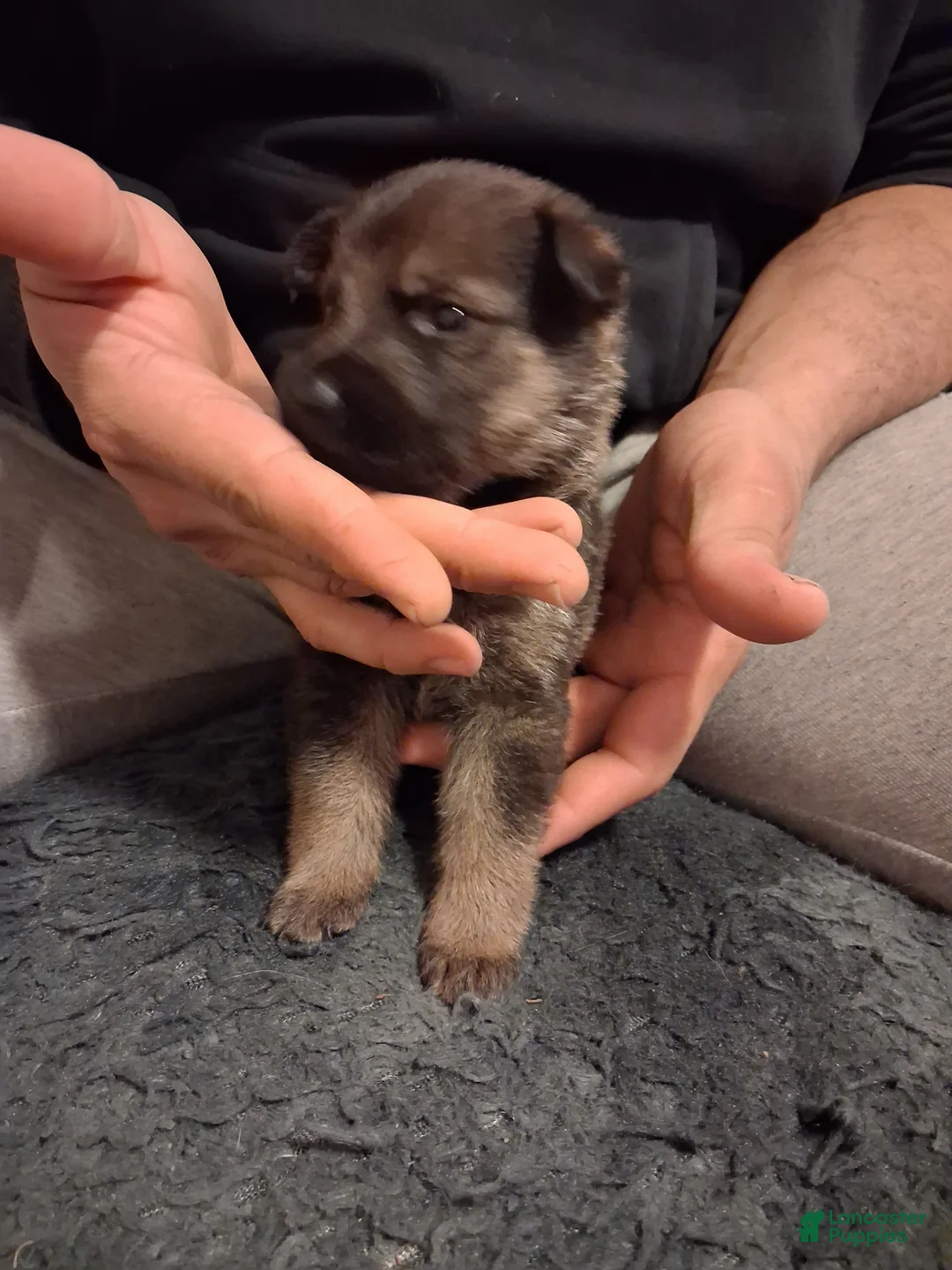 German Shepherd dogs for sale: German Shepherd 1 - Ad 1
