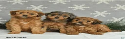 Mini Aussiedoodle dogs for sale: Cutie - Ad 3