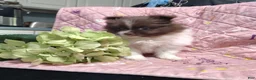 Pomeranian dogs for sale: Peachy keen - Ad 5