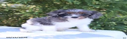 Cavapoo dogs for sale: Cupcake - Ad 4