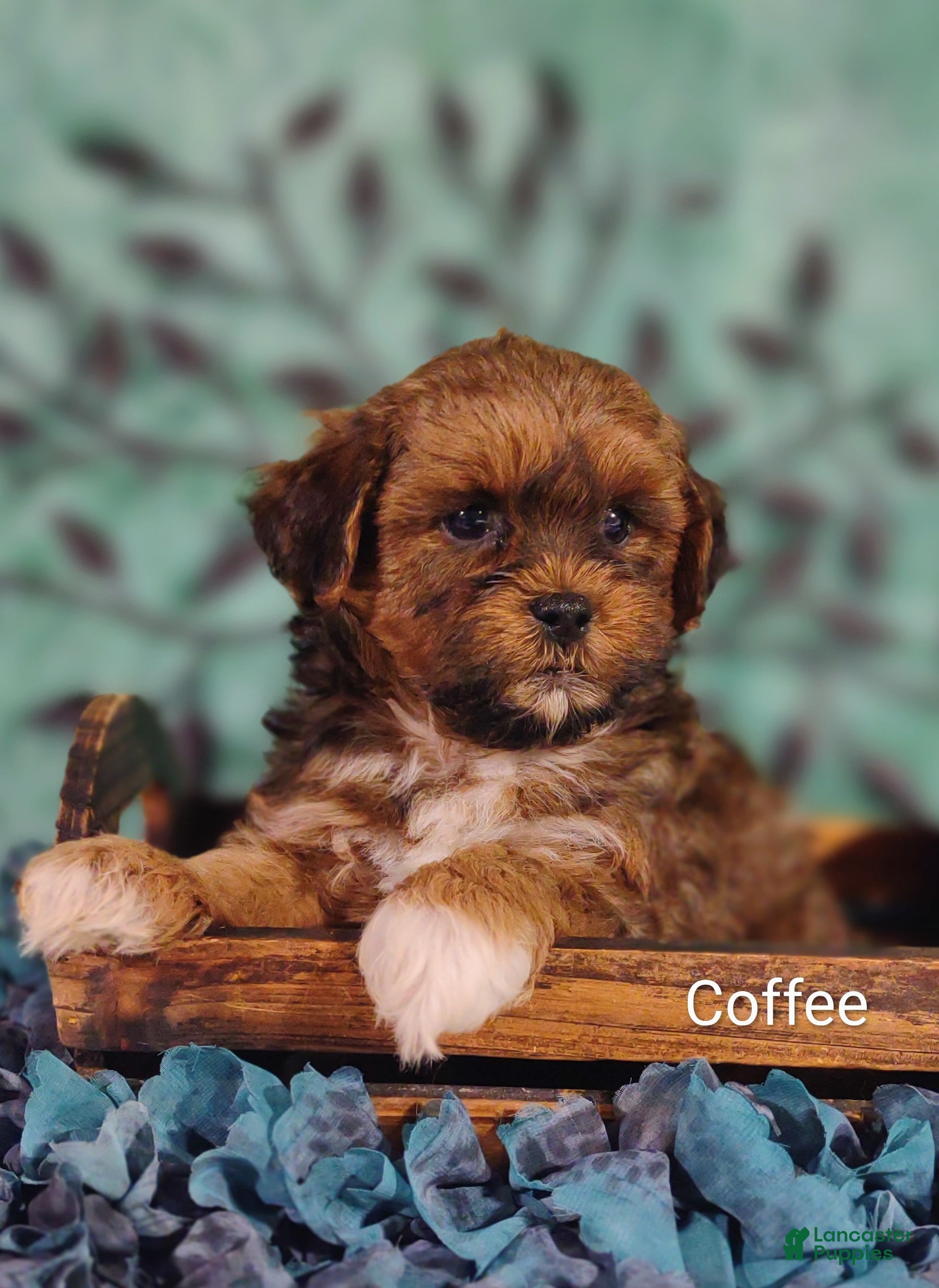 Shih Tzu