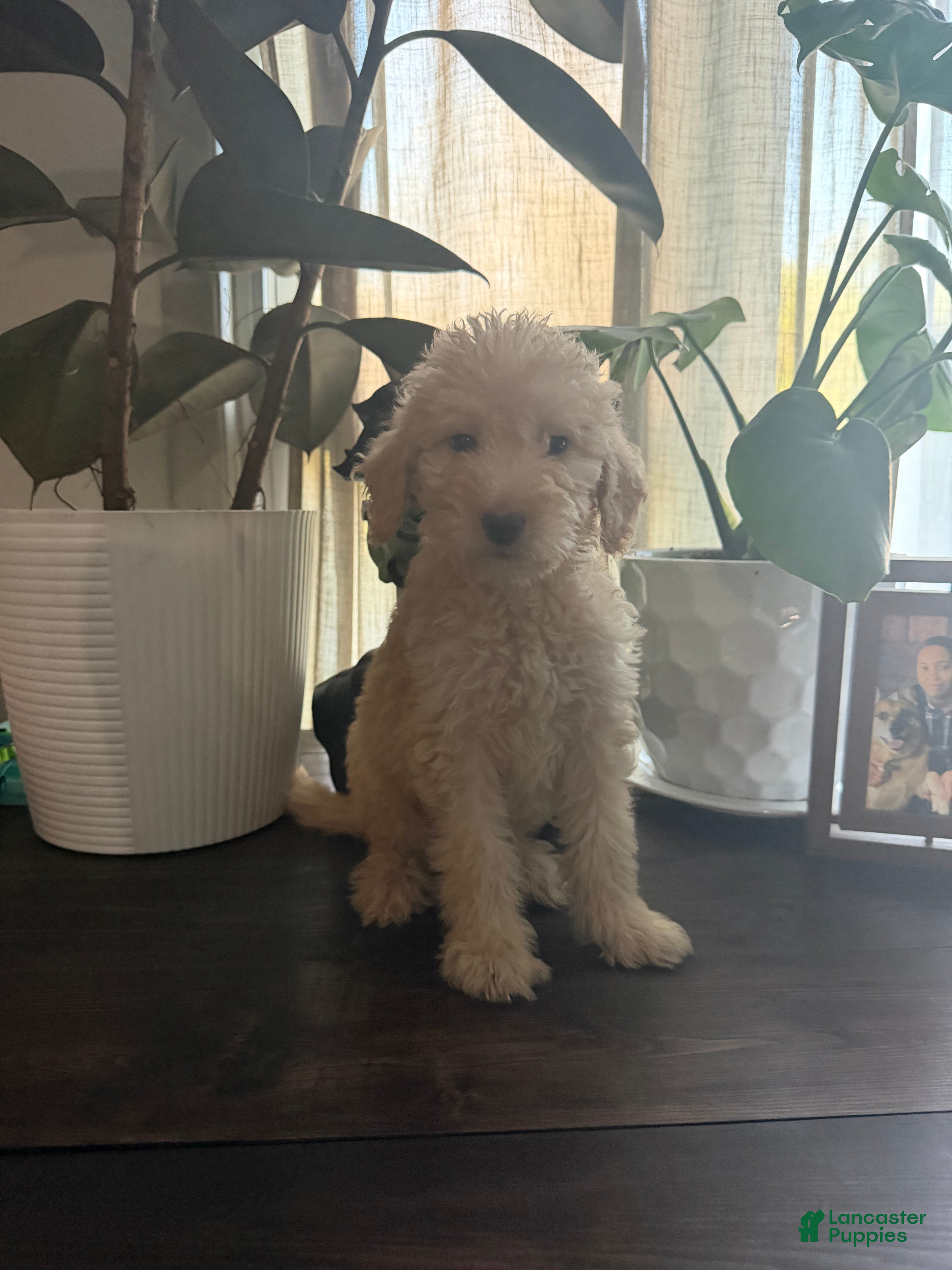 Labradoodle dogs for sale: Janet  - Ad 1