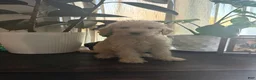 Labradoodle dogs for sale: Janet  - Ad 1