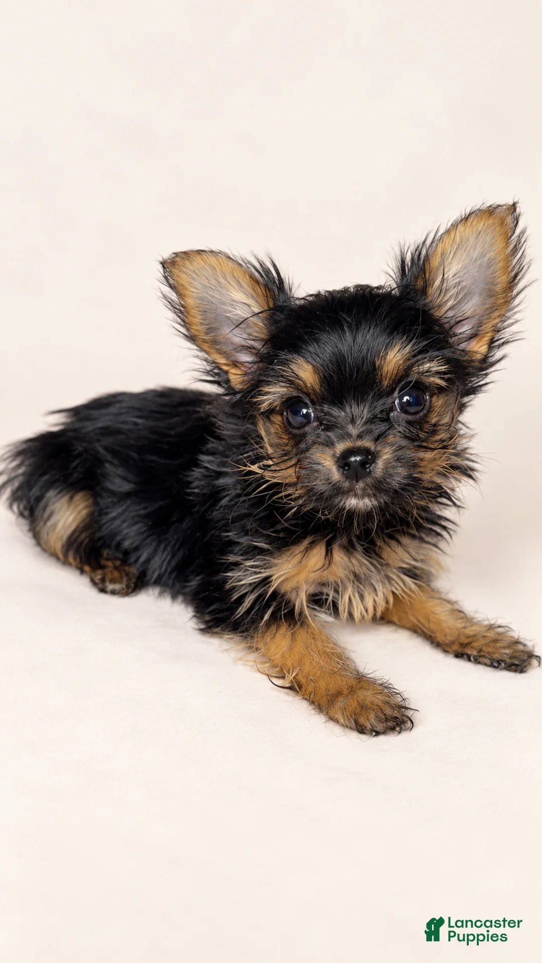 Yorkshire Terrier dogs for sale: Angel - Ad 2