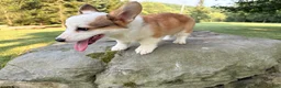 Welsh Corgi Pembroke dogs for sale: BENNY - Ad 11