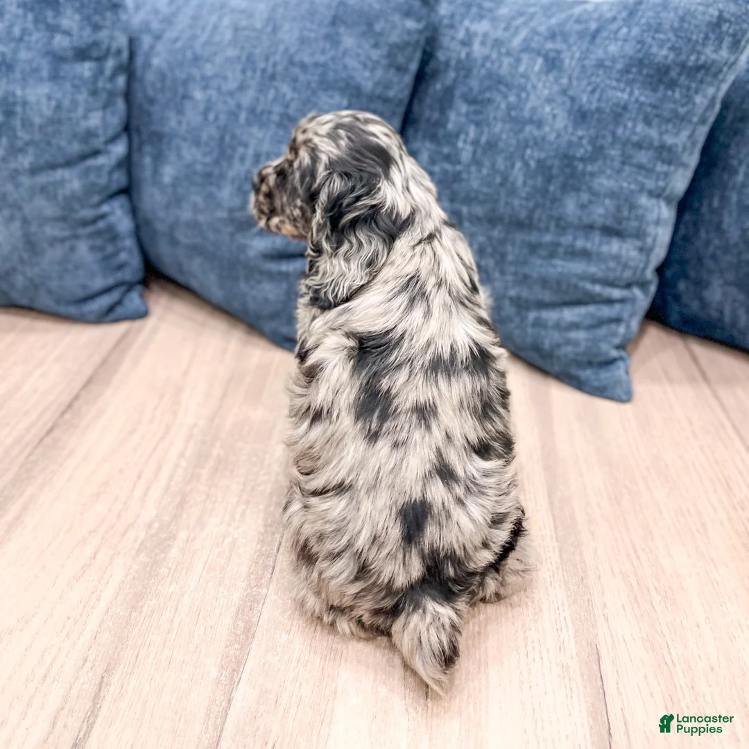 Cocker Spaniel dogs for sale: Vance - Ad 5