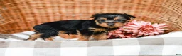 Yorkshire Terrier dogs for sale: Mocha - Ad 5