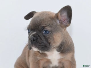 Mixed Breed dogs Penny blue eyes - Ad 9