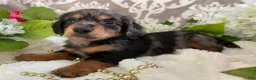 Miniature Dachshund dogs for sale: Kade - Ad 13