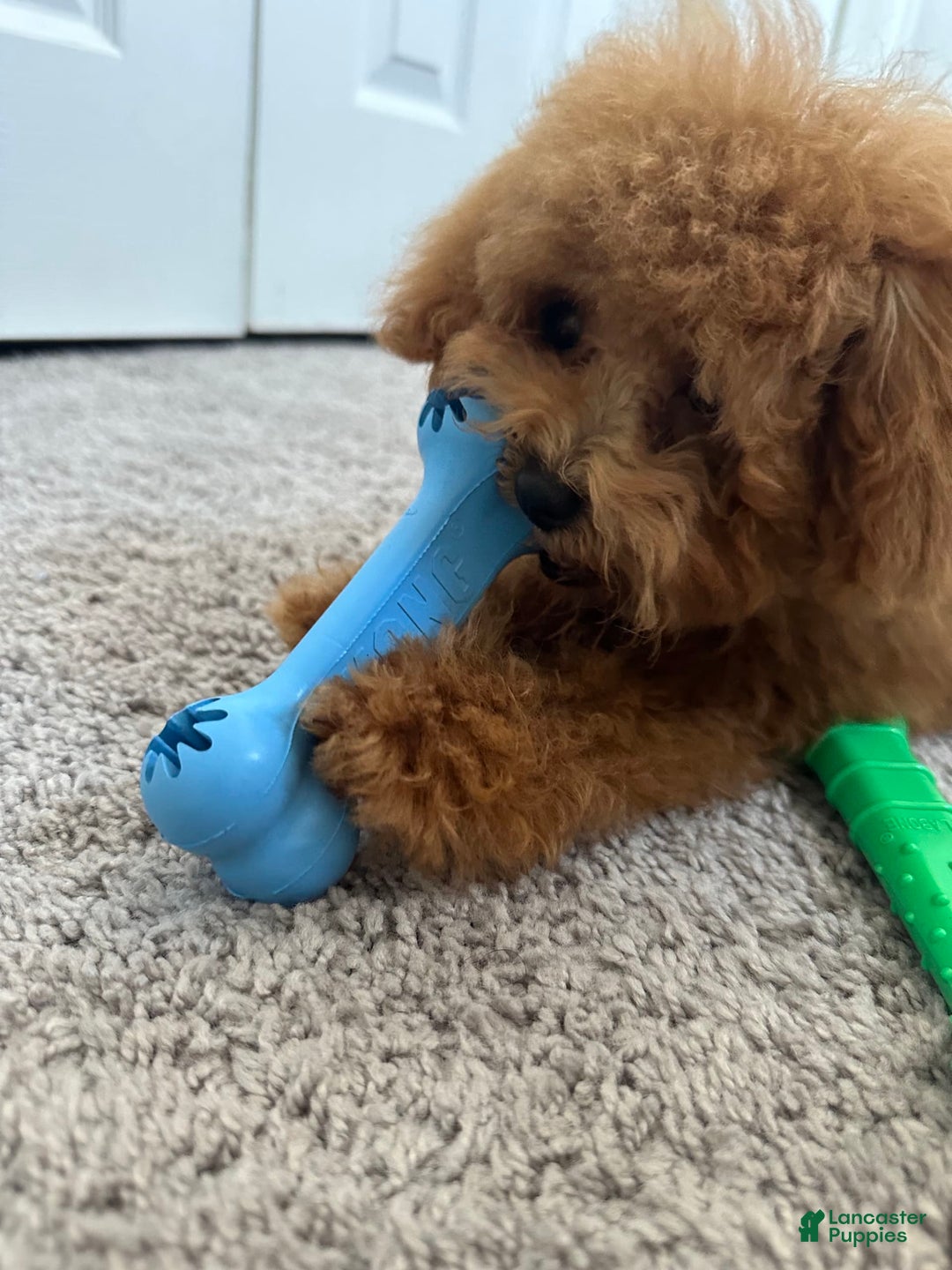 Gallery Image {{count}}