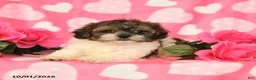 Shihpoo dogs for sale: Lance  - Ad 3