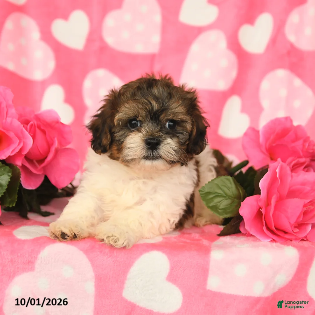Shihpoo dogs for sale: Lance  - Ad 3