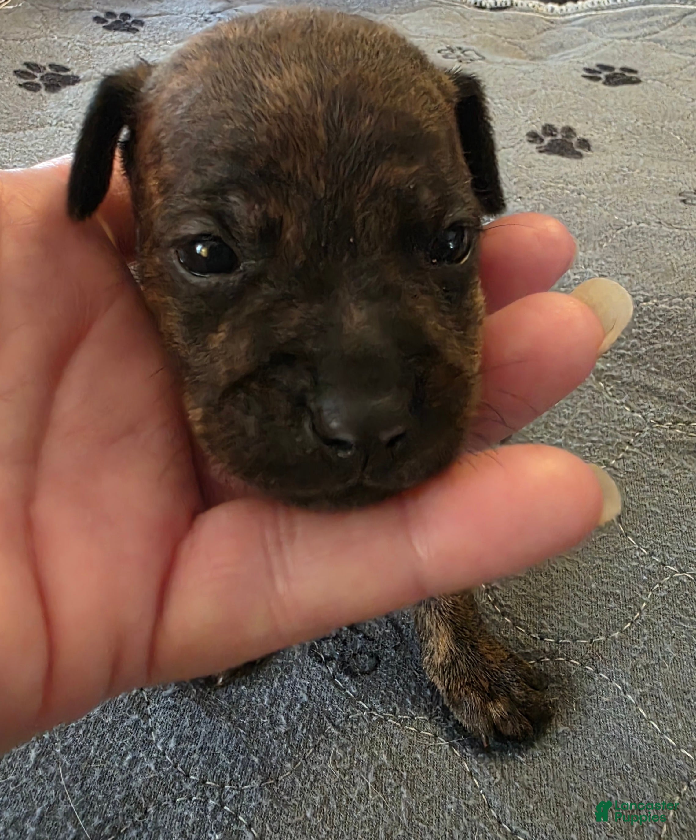 Miniature Pinscher dogs J-pink - Ad 1