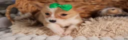Welsh Corgi Pembroke dogs for sale:  Cody 🐾🐶 - Ad 18