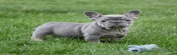 French Bulldog dogs for sale: Paisley  - Ad 4